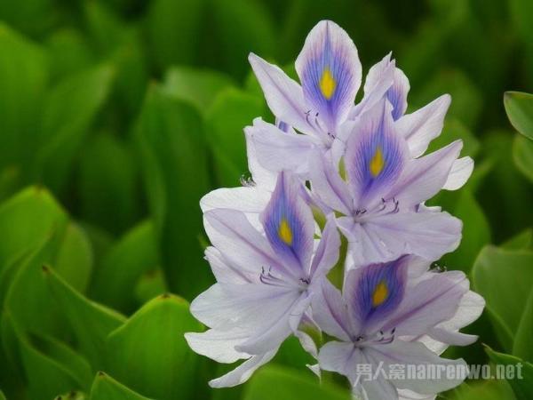 种花零基础无经验,在家想放置植物,这几种不缺水就能活