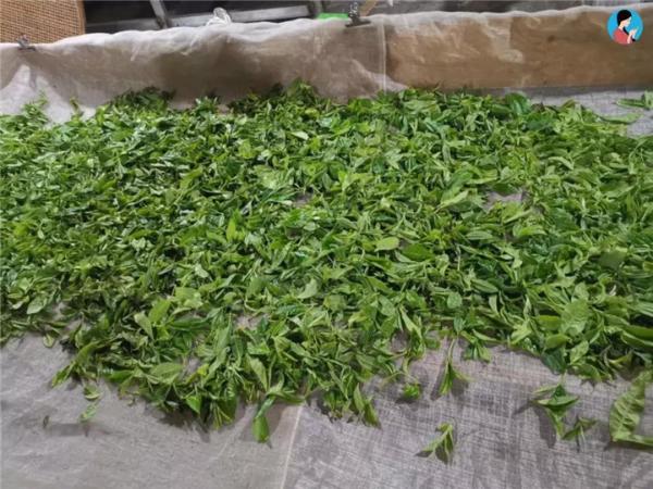 普洱生茶的加工工艺流程是什么？