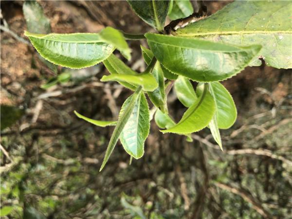 云南大叶种茶|云南大叶种茶和小叶种茶如何区分，是一个品种吗？