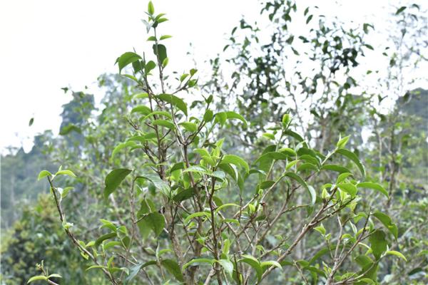 大树茶|古树茶的品质比大树茶好，依据是什么？