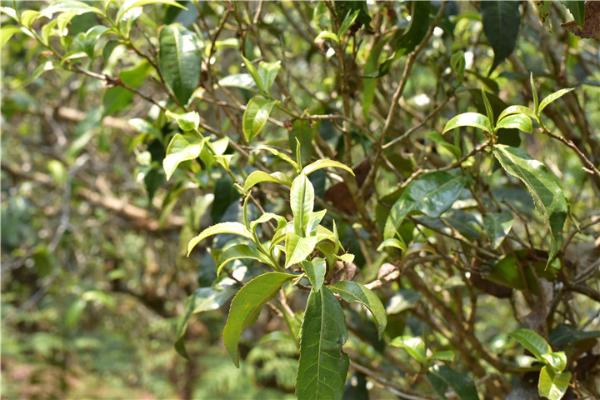 古树茶的品质比大树茶好，依据是什么？