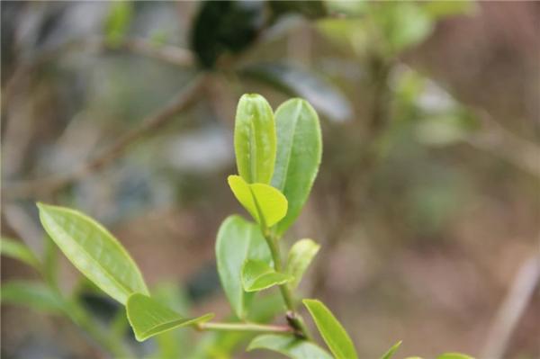 普洱茶单株好喝吗？