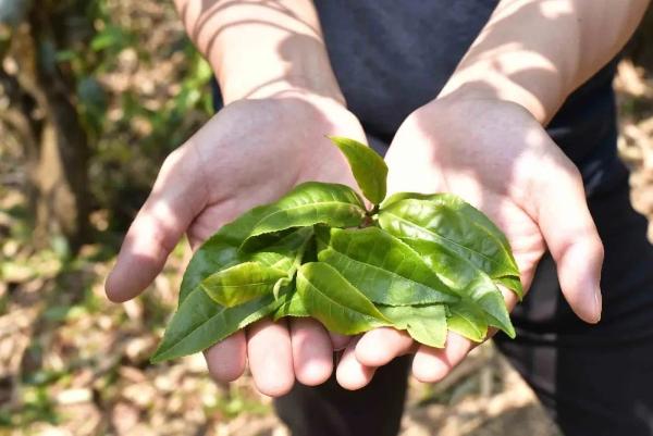 一口喝出普洱茶工艺问题？这样做你也可以（买茶100年制胜宝典）