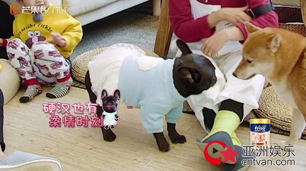 张歆艺为“亲儿子”八戒穿裙子 袁弘：丧心病狂