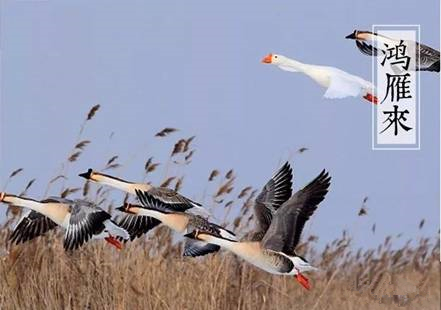 雨水：耕牛寻碧草，候鸟觅知音