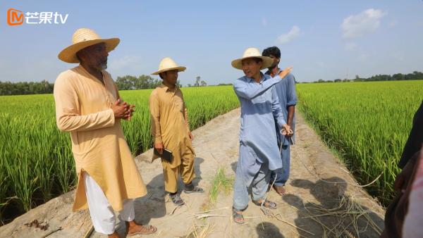 芒果TV《我的青春在丝路》今日开播 中国青年巴基斯坦种水稻被赞“不负青春”