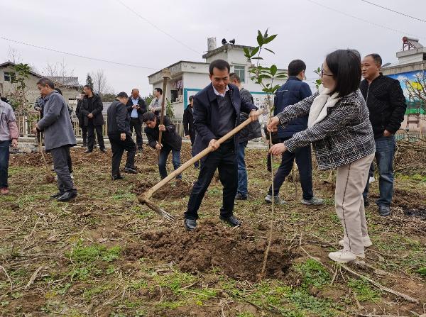 正安：市坪乡新年第一天家家户户植树造林