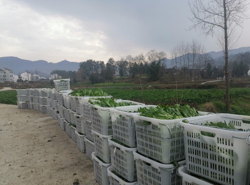 思南许家坝：300亩菜苔喜获丰收