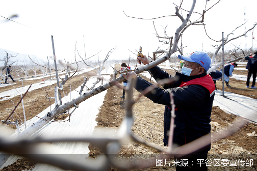 处处春耕忙 平谷力保今年农业稳产增收