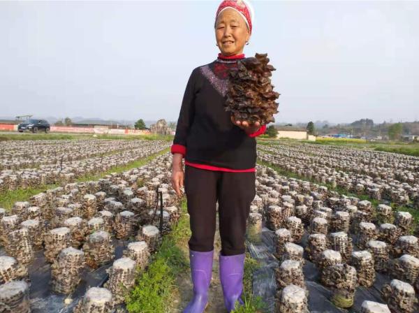 黄平县草芦坪村：黑木耳产业带富众乡亲