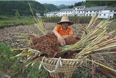 贵州茅台回应暴利风波 宣称一直高价收购高粱