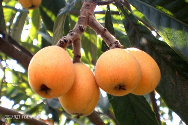 COT2016赛季 福清站 特色美食推荐