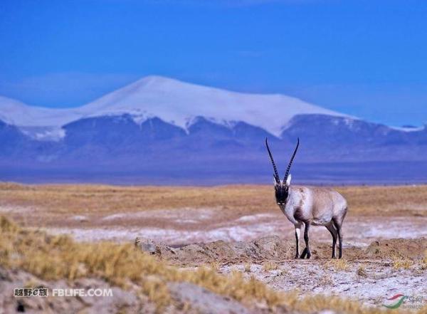 越野e族李辛：越野者要肩负保护生态的责任
