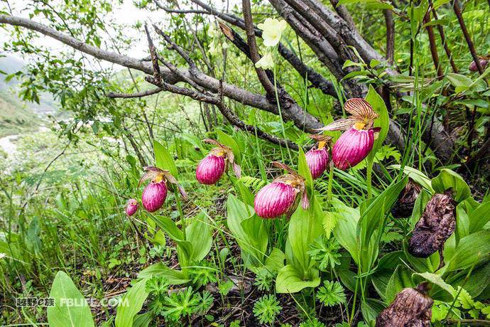 第一现场｜就在昨天，西藏吉隆首次发现亚洲胡狼