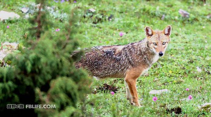 第一现场｜就在昨天，西藏吉隆首次发现亚洲胡狼