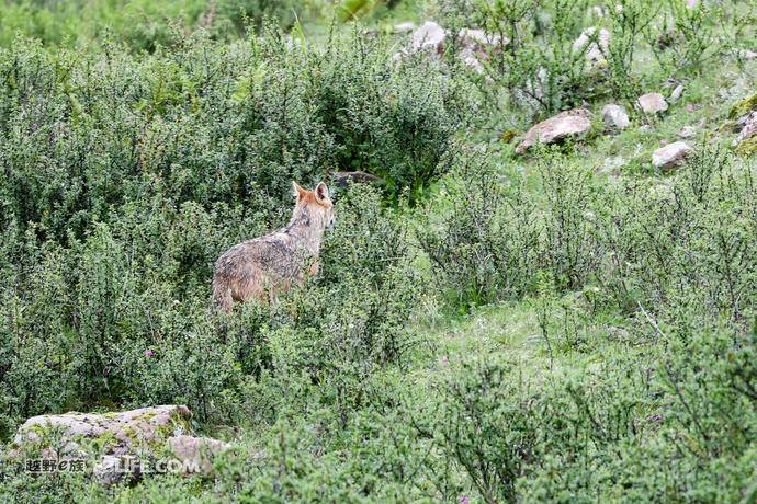 第一现场｜就在昨天，西藏吉隆首次发现亚洲胡狼