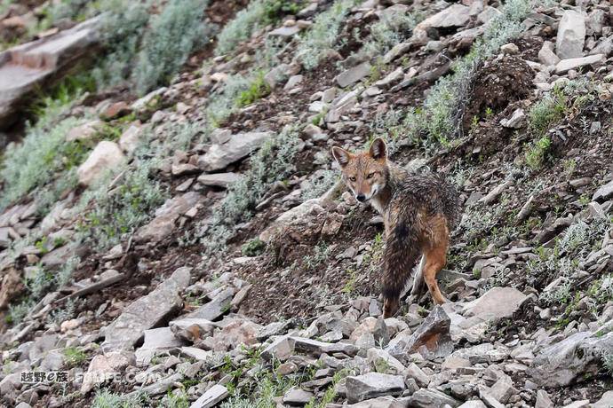第一现场｜就在昨天，西藏吉隆首次发现亚洲胡狼
