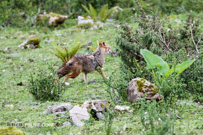 第一现场｜就在昨天，西藏吉隆首次发现亚洲胡狼