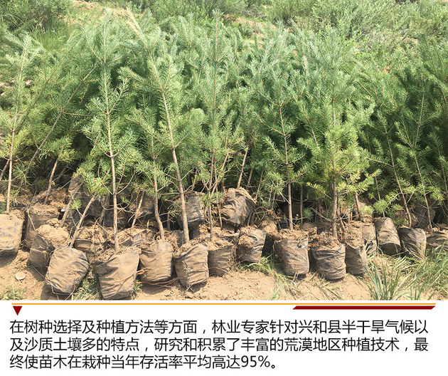 创造绿色未来 2018年Honda内蒙古植树活动