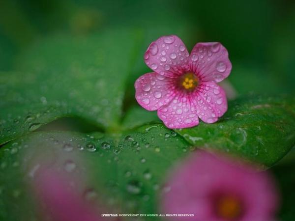 M4/3微距新选择 老蛙50/F2.8 Macro 2X曝光