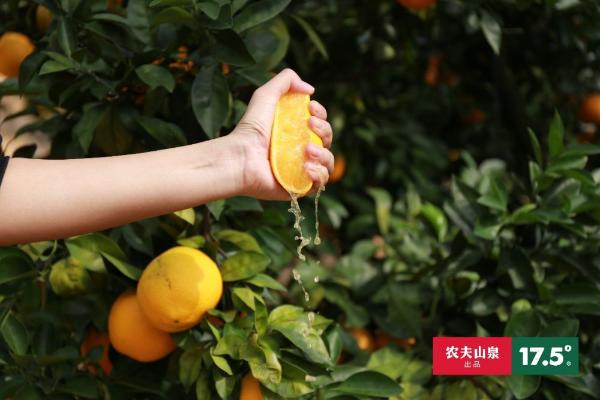 17.5°橙2020开园“第一剪”：京东生鲜携手农夫山泉首发冬日甜蜜