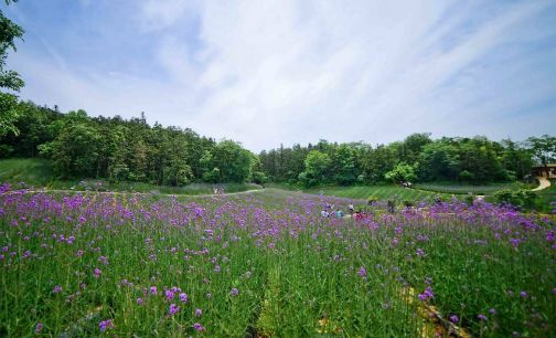 全域旅游新政落地 景点景区向综合目的地转型