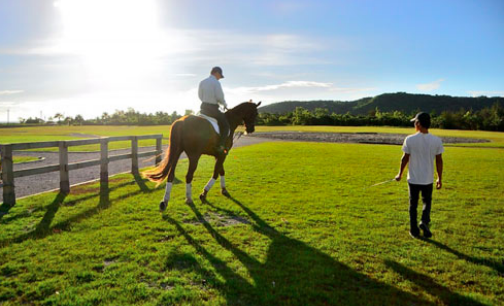 海南农业巨头罗牛山投资288亿抢滩赛马市场