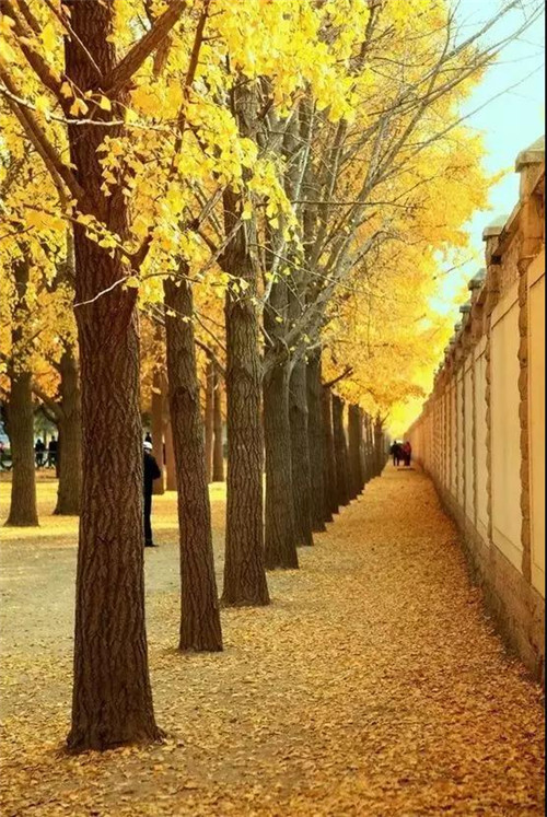 '老干部'遇上'新时代'国宾馆的前世与今生【寻礼】