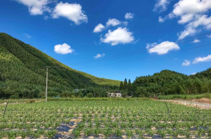 莫干山的困局真的无解吗？