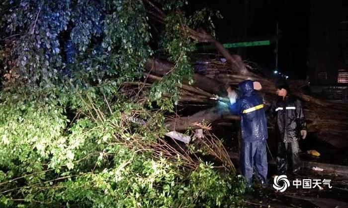 强台风“山竹”肆虐广东 放倒树木 摧毁工棚