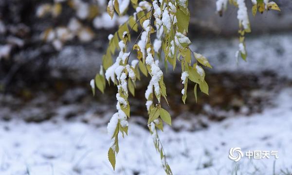 黑龙江大庆雪压枝头 冬色渐浓