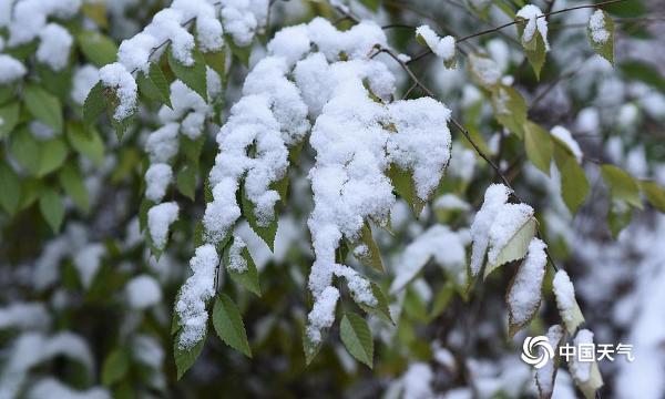 黑龙江大庆雪压枝头 冬色渐浓