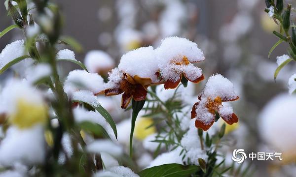 黑龙江大庆雪压枝头 冬色渐浓