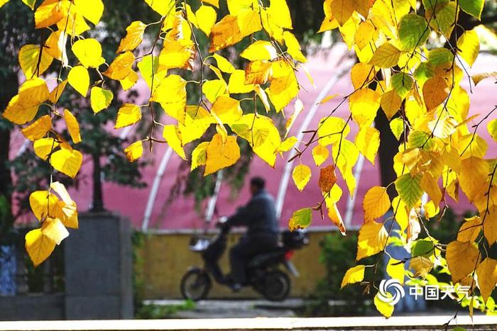 哈尔滨：满城秋色关不住 一枝红叶出墙来
