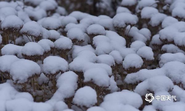 黑龙江大庆雪压枝头 冬色渐浓