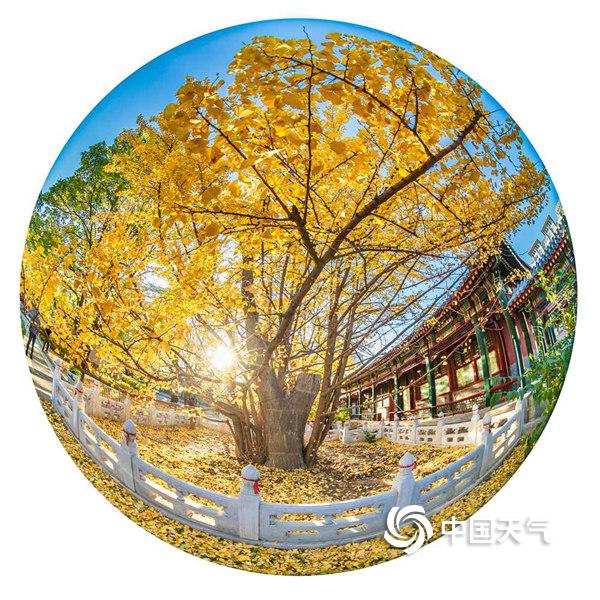 银杏正当时 用鱼眼圈住北京的灿烂金秋