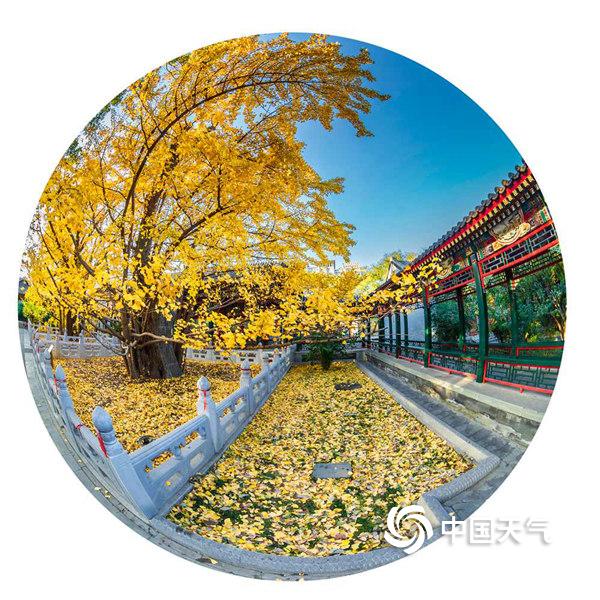 银杏正当时 用鱼眼圈住北京的灿烂金秋