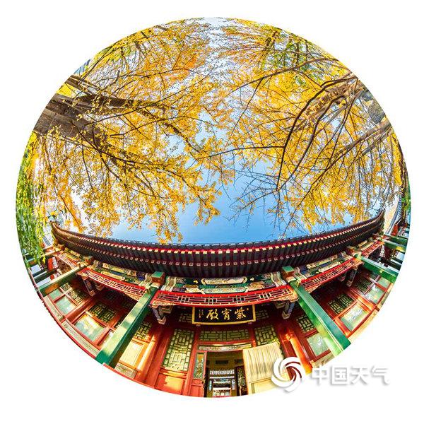 银杏正当时 用鱼眼圈住北京的灿烂金秋