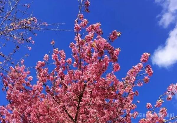 冬季旅行推荐地 去无量山看冬日里最美的樱花绽放