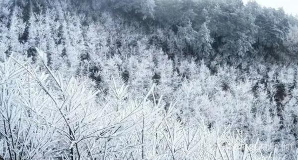 冬季哪里的景色最美？看雾淞美景感受不一样的冬天