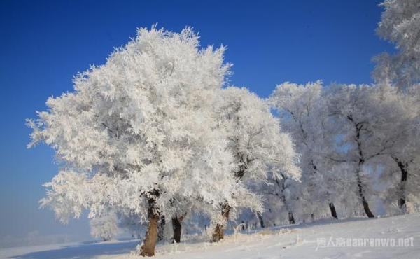 冬季哪里的景色最美？看雾淞美景感受不一样的冬天