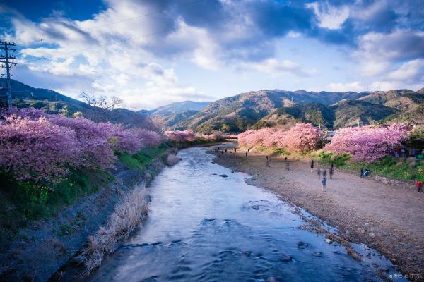 百万中国游客赴日本赏樱旅游 消费将超100亿