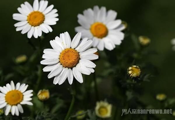 如何拍好暗黑背景的花 学会这6点 你就出师了
