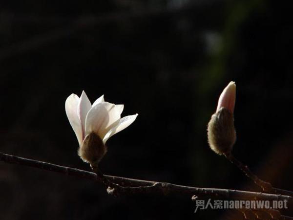 如何拍好暗黑背景的花 学会这6点 你就出师了