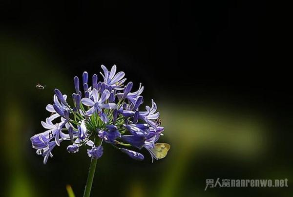 如何拍好暗黑背景的花 学会这6点 你就出师了