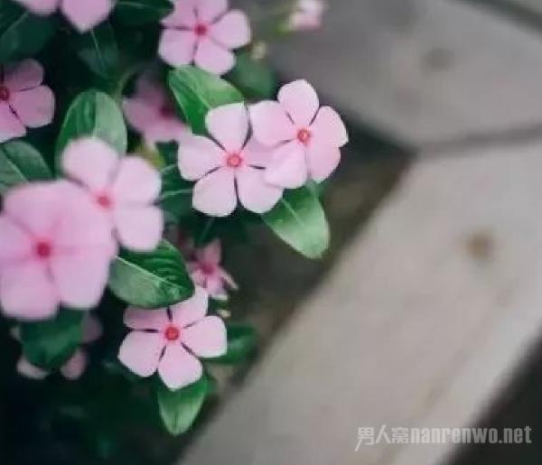 超实用的花卉摄影技巧 助你成为拍花摄影大师