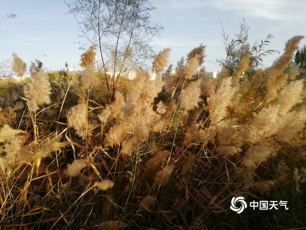 甘肃玉门胡杨着“金装” 芦花盛开添秋意