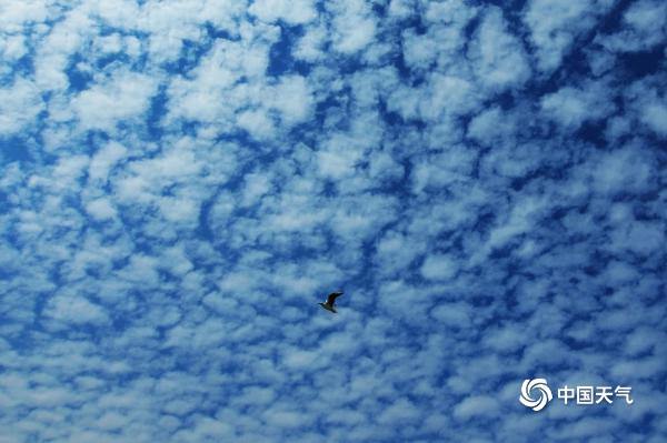 山东青岛天空鱼鳞云“霸屏” 蔚为壮观