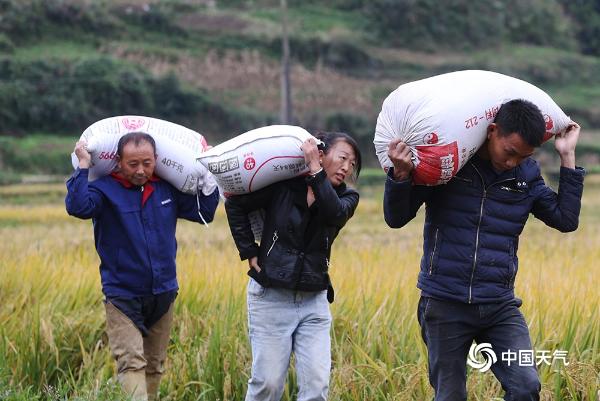 重庆雨水按下“暂停键”！村民抢收贡米稻