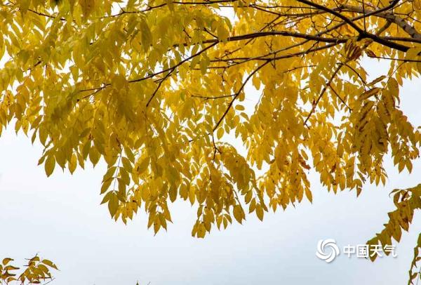 吉林市街头树叶尽染秋色 一片片金灿灿十分迷人
